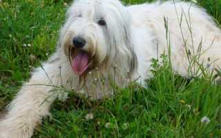 Описание южнорусской овчарки с фото: особенности породы, внешний вид и характер собаки