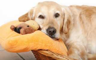 Что делать если у собаки ложная беременность: причины, симптомы и лечение патологии