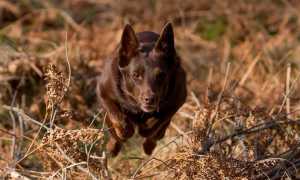 Описание австралийской келпи с фото: особенности породы, рекомендации по уходу за собакой