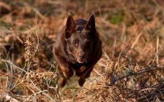 Описание австралийской келпи с фото: особенности породы, рекомендации по уходу за собакой