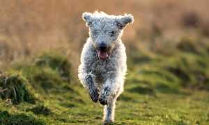 Описание бедлингтон-терьера с фото: особенности породы, внешний вид, характер и рекомендации по уходу за собакой