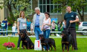 Самые дорогие породы собак в России и мире: описание с фото и названиями