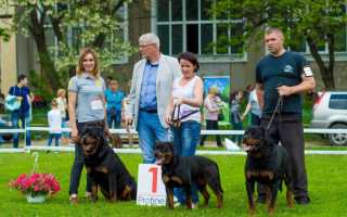 Самые дорогие породы собак в России и мире: описание с фото и названиями