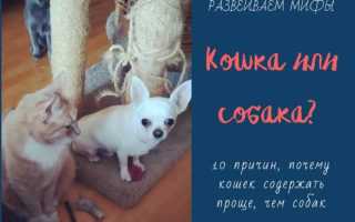 Кошки VS Собак. Почему кошки лучше собак. 10 ПРИЧИН ЗАВЕСТИ КОШКУ