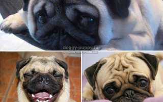 Мопс — древняя китайская порода: описание и фото