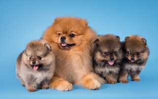 Как правильно содержать шпица – померанского и разновидности немецкого – и чем его кормить, какой корм лучше выбрать?