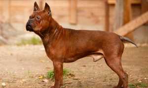 Описание китайских пород собак с фотографиями и названиями, особенности содержания питомцев