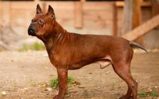 Описание китайских пород собак с фотографиями и названиями, особенности содержания питомцев