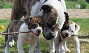 Разновидности породы «бульдог»: описание французского, английского и немецкого видов с фото