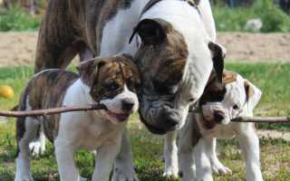 Разновидности породы «бульдог»: описание французского, английского и немецкого видов с фото