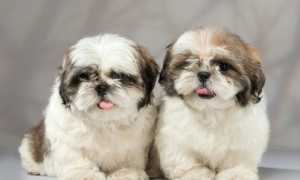 Топ 10 самых глупых пород собак в мире: описания и фотографии животных