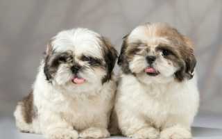 Топ 10 самых глупых пород собак в мире: описания и фотографии животных