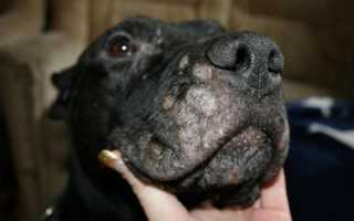 Признаки лишая у собак, виды заболевания с фото, особенности лечения в домашних условиях