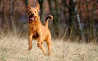 Фото ирландского терьера, происхождение, предназначение и описание породы собак