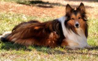 Колли: происхождение и описание породы с фото, особенности характера и рекомендации по уходу за собакой