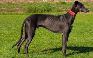 Описание испанского гальго: происхождение породы, внешний вид собаки, рекомендации по уходу за борзой