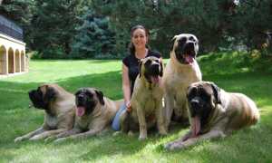 Описание самых больших пород собак в мире: названия, фото и особенности поведения