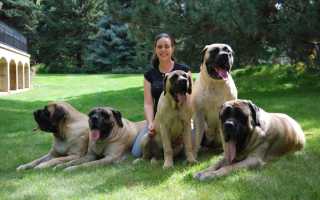 Описание самых больших пород собак в мире: названия, фото и особенности поведения