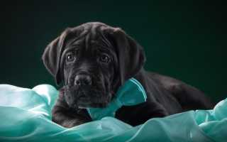 Кане-корсо: особенности данной породы собак, описание внешнего вида с фото, советы по дрессировке и стоимость щенков