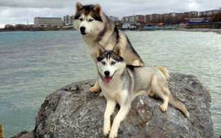 Рыжий, белый, черный и другие допустимые варианты окраса хаски с фото собак