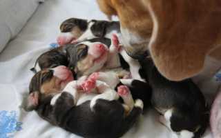 Как понять, что сука рожает, и принять роды в домашних условиях: поведение собаки перед родоразрешением и предвестники