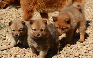 Уход за финским шпицем, стандарт породы и описание внешнего вида собаки с фото