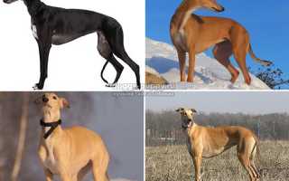 Грейхаунд – история и описание породы, фото и цена.