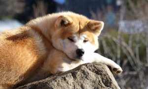 Описание японской породы акита-ину: стандарт и внешний вид собаки с фото, характер и особенности ухода