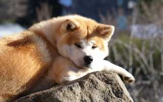 Описание японской породы акита-ину: стандарт и внешний вид собаки с фото, характер и особенности ухода