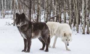 Опасные породы: рейтинг самых злых собак в мире с описаниями и фотографиями