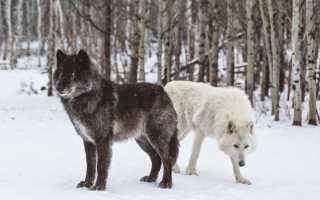 Опасные породы: рейтинг самых злых собак в мире с описаниями и фотографиями