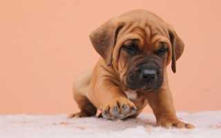 Тоса ину: описание породы собак с фото, рекомендации по уходу, стоимость щенков японского мастифа