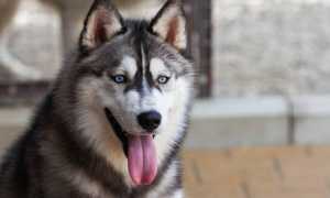 Породы собак с короткой и длинной шерстью средних размеров с фотографиями и названиями, их особенности