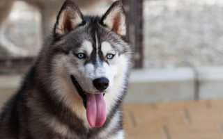 Породы собак с короткой и длинной шерстью средних размеров с фотографиями и названиями, их особенности