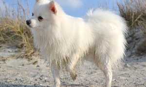 Особенности итальянского вольпино, внешний вид с фото и характер шпица «итальяно»