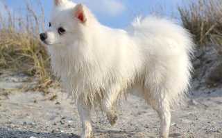 Особенности итальянского вольпино, внешний вид с фото и характер шпица «итальяно»