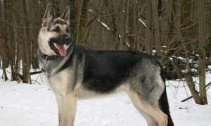 Описание восточно-европейской овчарки: характеристика породы и фото собак, особенности ухода и воспитания