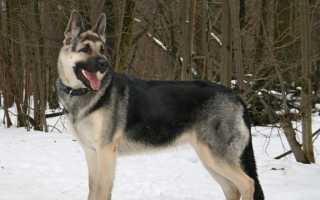 Описание восточно-европейской овчарки: характеристика породы и фото собак, особенности ухода и воспитания