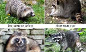 Описание енотовидной собаки с фото, отличия от енота, содержание в домашних условиях