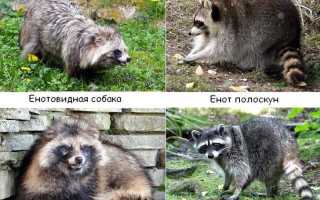 Описание енотовидной собаки с фото, отличия от енота, содержание в домашних условиях