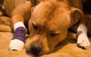 Собака поджимает переднюю или заднюю лапу или хромает без видимых повреждений: в чем причина и что делать?