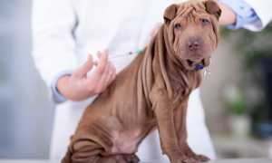 В каком возрасте щенкам нужно делать первую и последующие прививки: таблица вакцинации собак, применяемые вакцины