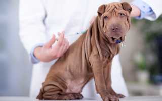 В каком возрасте щенкам нужно делать первую и последующие прививки: таблица вакцинации собак, применяемые вакцины