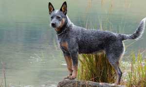 Описание австралийского хилера: фото и стандарт породы, содержание кеттл дога, особенности ухода и кормления
