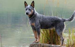 Описание австралийского хилера: фото и стандарт породы, содержание кеттл дога, особенности ухода и кормления