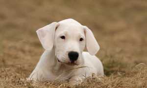 Описание аргентинского дога с фото: характеристика породы, советы по уходу и содержанию