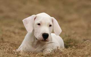 Описание аргентинского дога с фото: характеристика породы, советы по уходу и содержанию