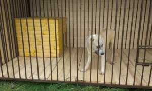 Как самому построить для собаки вольер: проекты и фото уличных и домашних конструкций