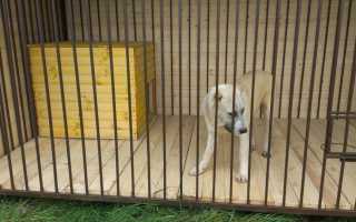 Как самому построить для собаки вольер: проекты и фото уличных и домашних конструкций