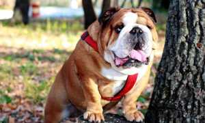 Английский бульдог «Королевский»: характеристика, уход и содержание, болезни собак